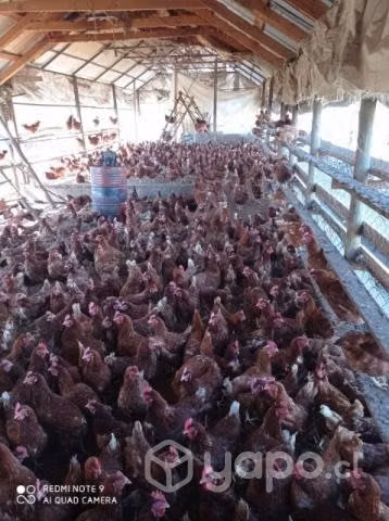plantel completo de gallinas libres - Imagen 4