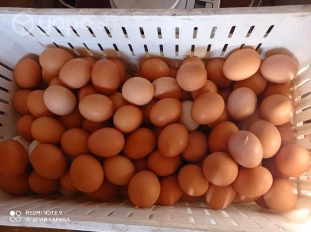 plantel completo de gallinas libres - Imagen 5