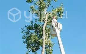 Se Realizan Podas O Talas de arboles en altura