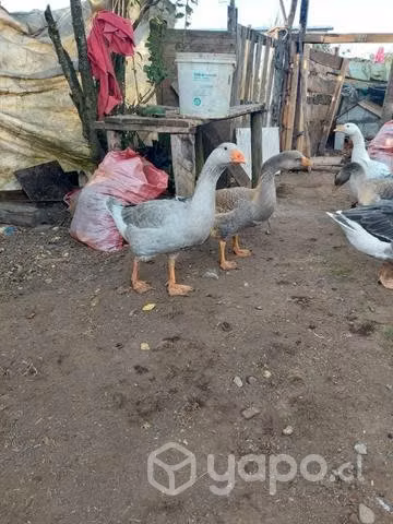 V. Gansos en Los Muermos