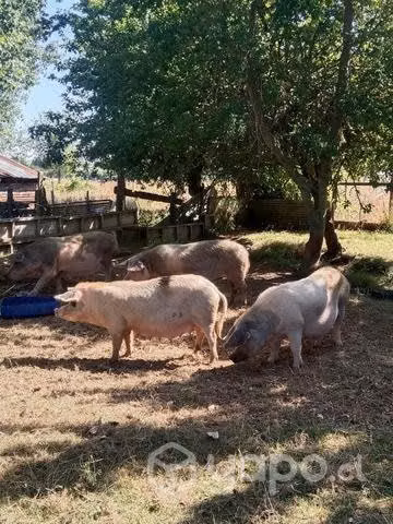 Chanchas preñadas y 1 barraco - Imagen 2