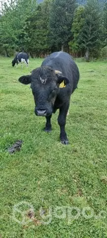 Toro