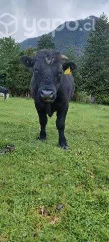 Toro