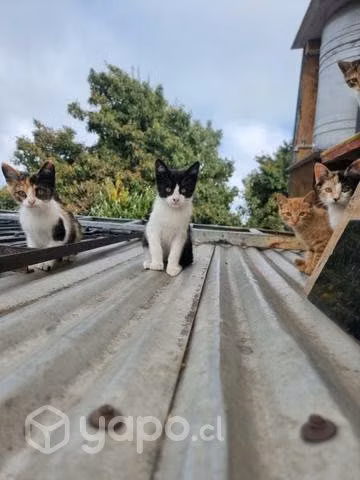 Gatitos para adopcion