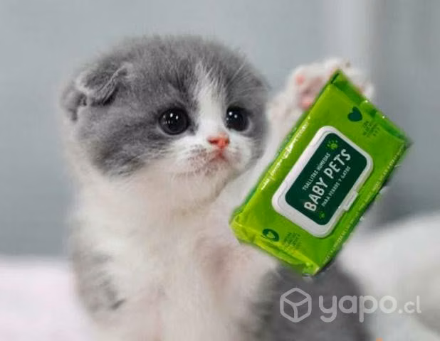 Toallitas humedas para mascotas