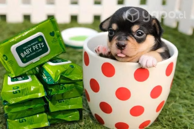 Toallitas humedas para mascotas