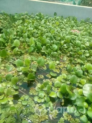 Plantas para estanques o piletas