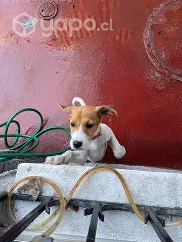 Perrita en adopción
