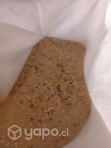 Alimento para gallinas ponedoras compuesto de maíz