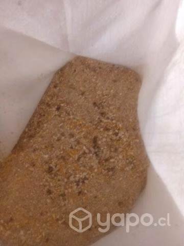 Alimento para gallinas ponedoras compuesto de maíz