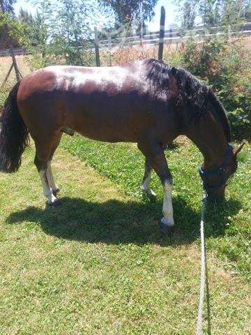 Caballo inscrito - Imagen 3