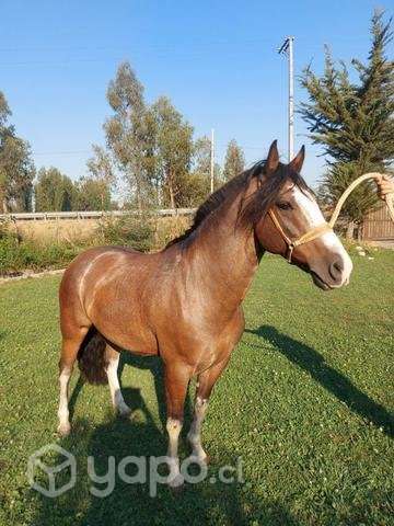 Caballo inscrito - Imagen 6