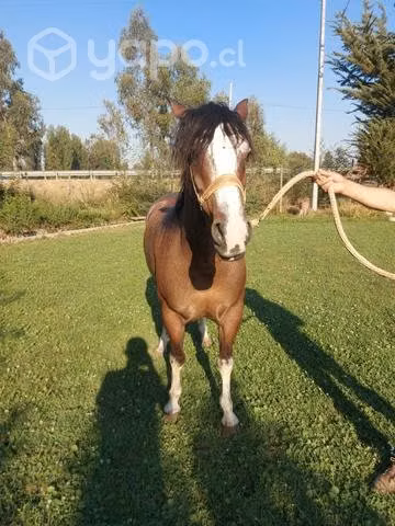 Caballo inscrito