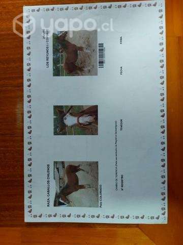 Caballo inscrito - Imagen 5