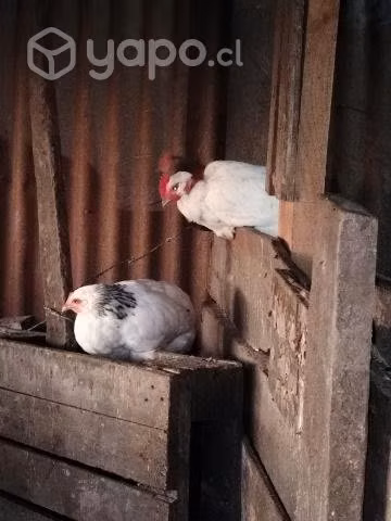 Pollitas de temporada