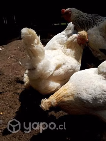 Pollas nuevas mezcla
