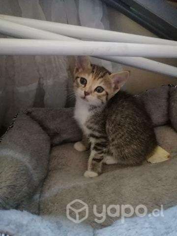 Regalo gatito - Imagen 3