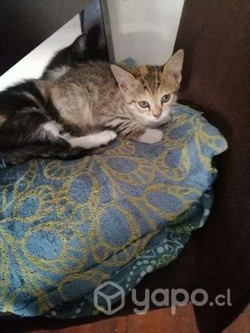 Regalo gatito - Imagen 2