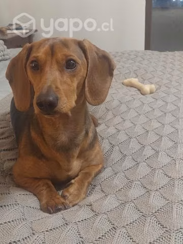 Perrito busca polola