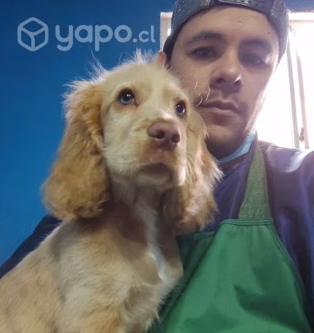 Corte de uñas de perros - Imagen 2