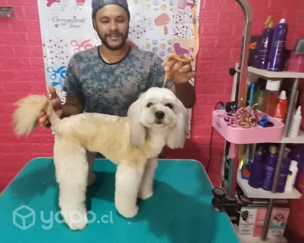 Corte de uñas de perros - Imagen 3