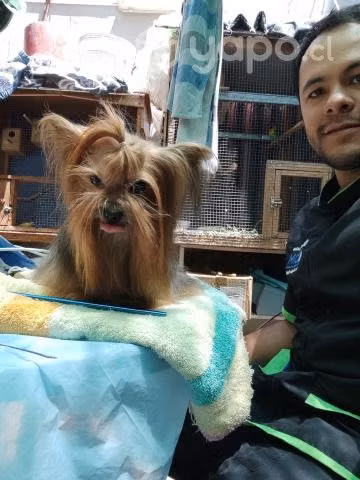 Corte de uñas de perros - Imagen 4