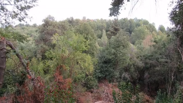 Parcela 5.5 has sector Vilches San Clemente - Imagen 13