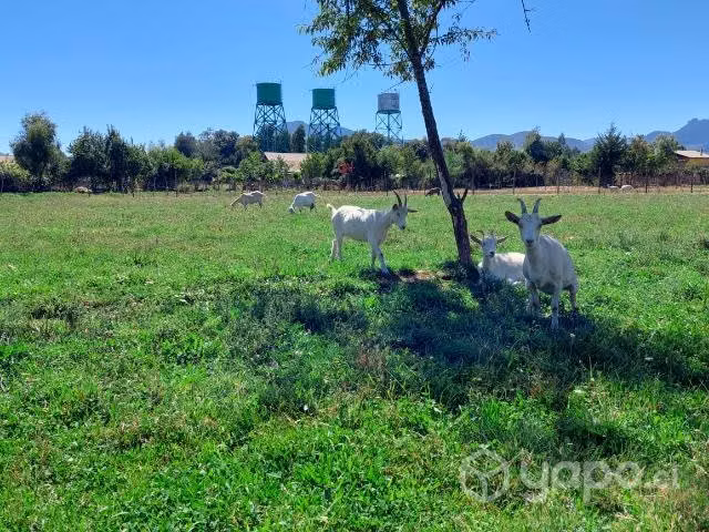 Cabras finas lecheras. Saanen / Alpino Francés