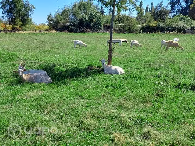 Cabras finas lecheras. Saanen / Alpino Francés