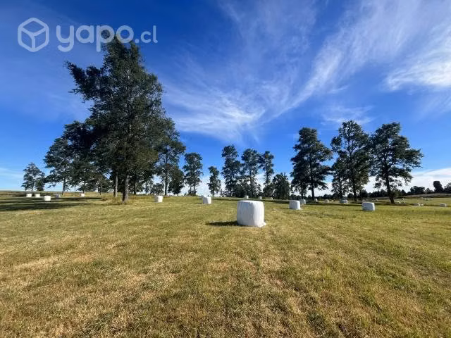 Bolos de pasto - Imagen 2