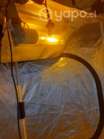 Carpa de cultivo indoor probox 80x80x160