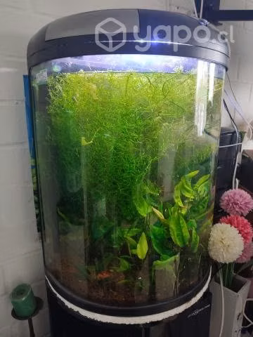 Acuario