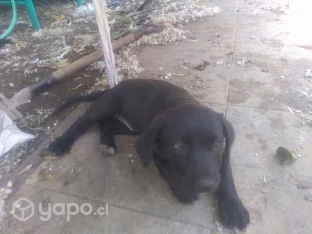 Perrito en adopción - Imagen 2