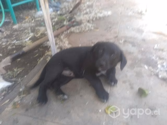 Perrito en adopción