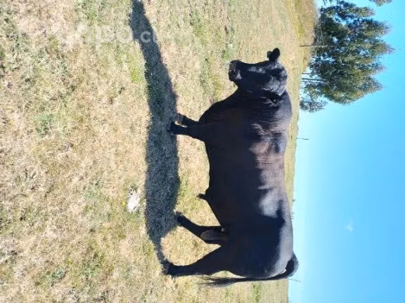 Toro angus - Imagen 2