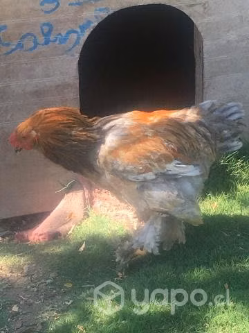 Gallos brahma