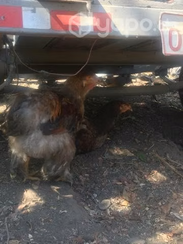 Gallos brahma