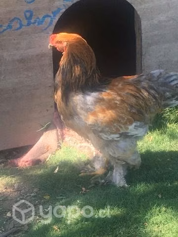 Gallos brahma