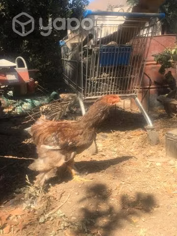 Gallos brahma