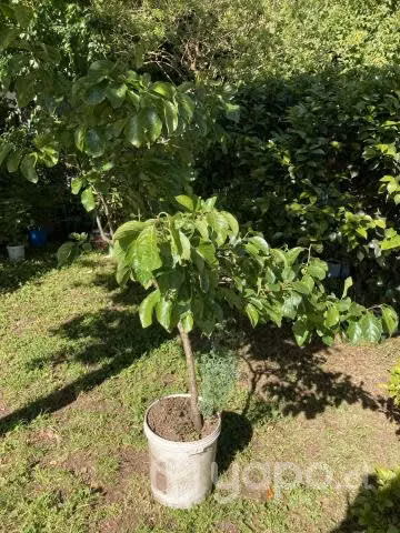 Plantas de Ciruelos, AMARILLOS y MORADOS