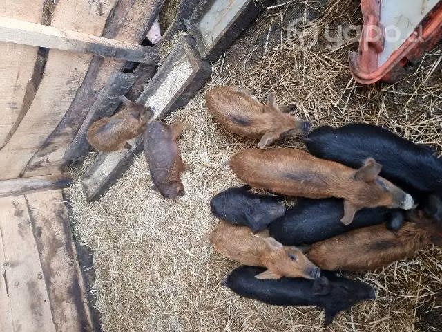 chanchos para la crianza