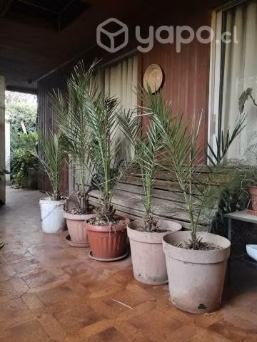 Palmeras Phoenix Canariensis
