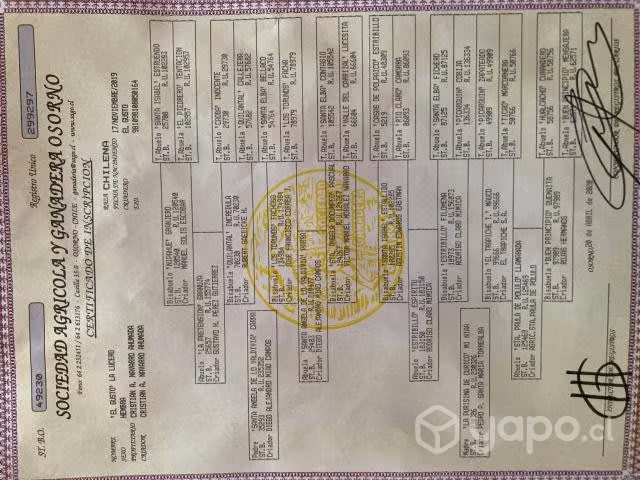 Yegua inscrita buena sangre - Imagen 2
