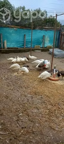 Pavos reales blancos