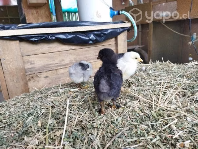 Pollos brahamas