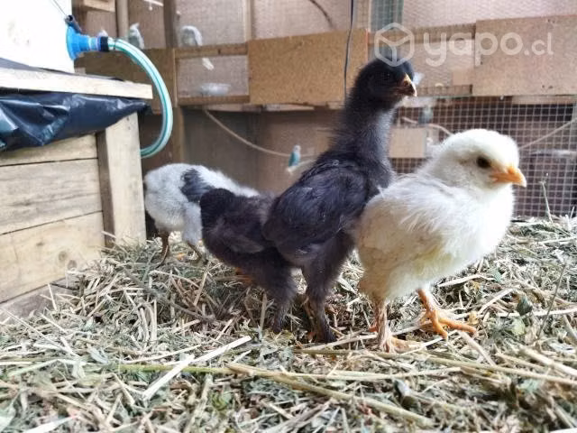 Pollos brahamas