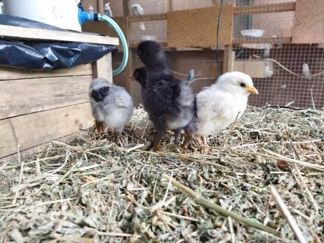 Pollos brahamas