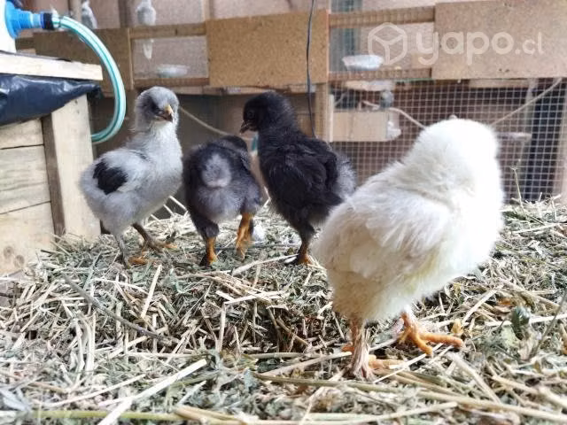 Pollos brahamas