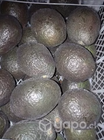 Palta hass