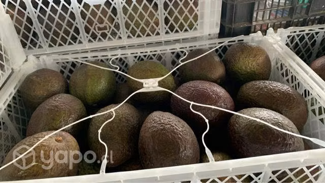 Palta hass